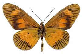 Image result for Chamaecrista zambesica