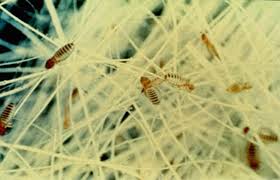 Image result for Lice