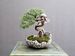 Image result for rosemary bonsai