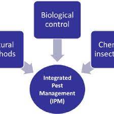 Also, they are used in bringing a pest organism to. Pdf Biological Pest Control In Citrus An Alternative To Chemical Pesticides With Benefits For Essential Oil Quality