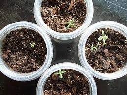 Thyme To Garden Now Growing Rosemary From Seed Growing Rosemary Plants Corn Plant