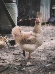 10 صور دجاج نادرة