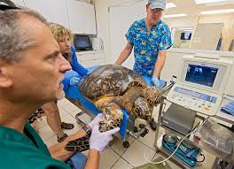 White Wolf : Endangered sea turtle lays 6 eggs at Fla. hospital (PHOTOS)