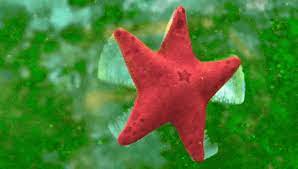 Click on any of starfishes image to open and download it. Starfish Gifs Get The Best Gif On Giphy