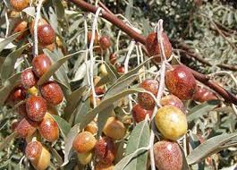 Gilgamis In Aradigi Olumsuzluk Bitkisi Turkiye De Bulundu Saglik Fruit Vegetables Ve Health