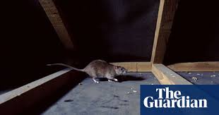 This makes a cluttered attic or basement the perfect shelter for the. Getting Rid Of Rats And Bedbugs Homes The Guardian
