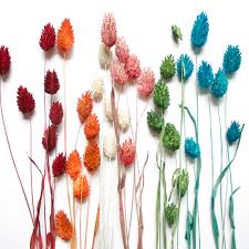 Image result for Phalaris