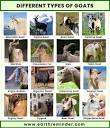 19 Different Types of Goats | Earth Reminder
