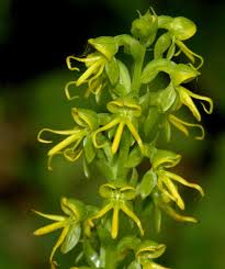 Image result for Habenaria afra