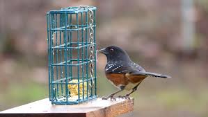 Easy suet recipes and bluebird banquet are perfect for supplemental winter bird feeding. Make Suet Cakes At Home To Feed Birds Through Winter