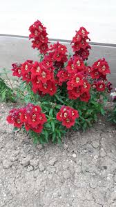 Flower Aslanagzi Aslanagzi