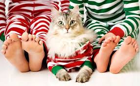 16 Creative Ideas For Putting Pets In Your Holiday Photos Christmas Pet Photos Pet Holiday Holiday Pet Photos