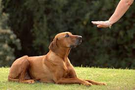 Maybe you would like to learn more about one of these? The 10 Best Dog Trainers Near Me With Free Quotes