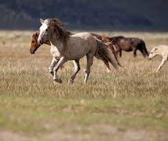 7ways To Help Wild Horses This Holiday Season American Wild Horse Campaign