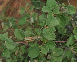 Image result for Grewia villosa