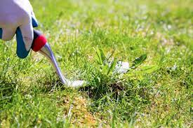 Selectivity is key if you don't want to destroy your lawn with rings of. How To Kill Weeds Without Killing Grass This Old House