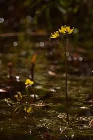 Image result for Volusia resupinata