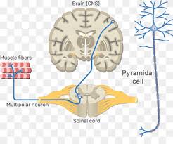 Midsagittal arteries of the brain. Central Nervous System Png Images Pngwing