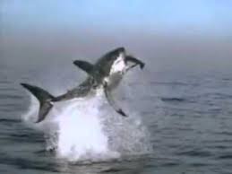 Super rugby match lions vs sharks (22 jul 2017). Flying Shark Attacks Sea Lion Tiburon Volador Ataca Foca Youtube