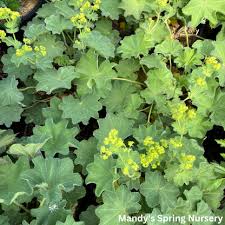 Image result for Alchemilla microbetula