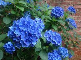 Maybe you would like to learn more about one of these? Top 10 Shade Plants For North Houston Kingwood Garden Center