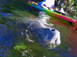 Where are the natural springs in florida? Best Florida Springs For Manatees And Unbelievably Clear Water