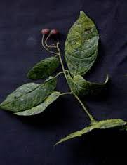 Image result for Monimiaceae