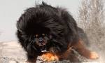 10 most dangerous dogs in the world | Planet Deadly