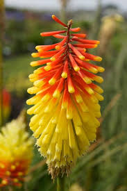 Image result for Kniphofia