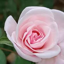 There is a big difference between for others, it's a food source as they consume spiny covered plant parts with no ill effects. Q 3 Who Is Lying 1 Cockroach I Have Five Legs 2 Hen My Toes Are Webbed 3 Cactus My Brainly In