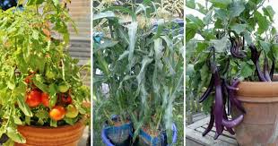Simpan tanaman buah yang sudah ada dalam pot di tempat yang teduh. 10 Jenis Tanaman Paling Sesuai Ditanam Ketika Musim Panas Impiana
