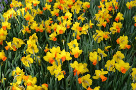 Mini Daffodil Jetfire Daffodils Narcissus Fall Plants