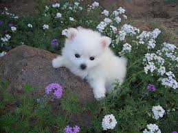 Miniature Black American Eskimo Dog Miniature American Eskimo Dog American Eskimo Dog American Eskimo Dog Puppy American Eskimo Puppy