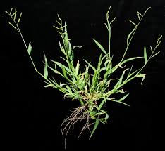 Image result for Urochloa marlothii