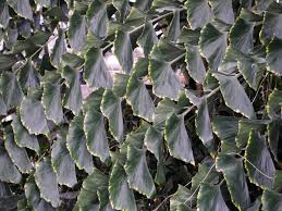 Image result for Caryota