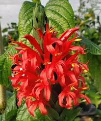 Image result for Justicia odora