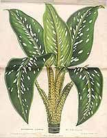 38922 Dieffenbachia Seguine Jacq Schott As Dieffenbachia Gigantea Verschaff L Illustration Horticole V Planten Botanische Prenten Botanische Tekening