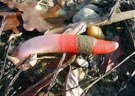 Image result for Mutinus elegans