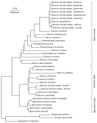 Image result for Agrocharis