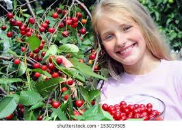 체리 농장: Over 140,795 Royalty-Free Licensable Stock Photos