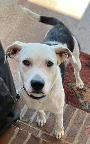 Vilonia Arkansas Lost and Found