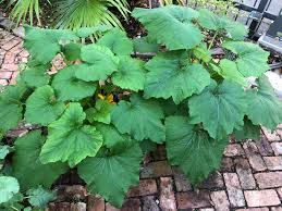 Zucchini plants are prolific producers when given the right care. Do I Need To Prune Zucchini To Let Sun Get To The Blossoms Gardening