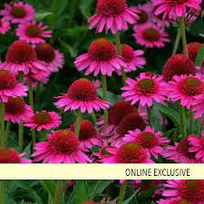 Delicious Candy Coneflower Echinacea Hybrid Echinacea Fuchsia Plant Fragrant Flowers