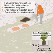 Kirschlorbeerhecke Pflanzen Schritt Anleitung Obi Lorbeer Hecke Pflanzen Hecke Pflanzen