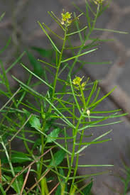 Image result for Sisymbrium orientale