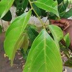 Image result for Pseudospondias microcarpa