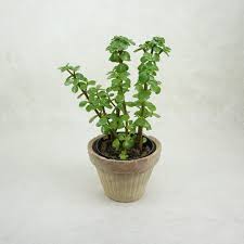 Image result for Grona afra