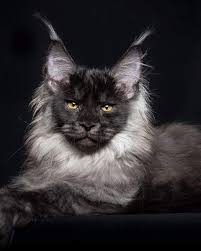 Quin is a black smoke maine coon cat. Pin On Catworld