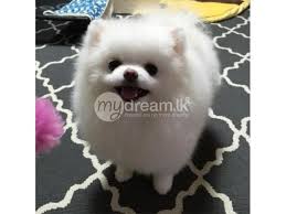 One can simply buy pitbull puppies in india within the vary of round inr 9000 to inr 80000 relying upon the breed of the canine ie. Cute Pomeranian Puppies Price In Sri Lanka Novocom Top