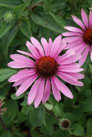 Coneflower Echinacea Purp Magnus From Growing Colors Longfield Gardens Plants Planting Bulbs